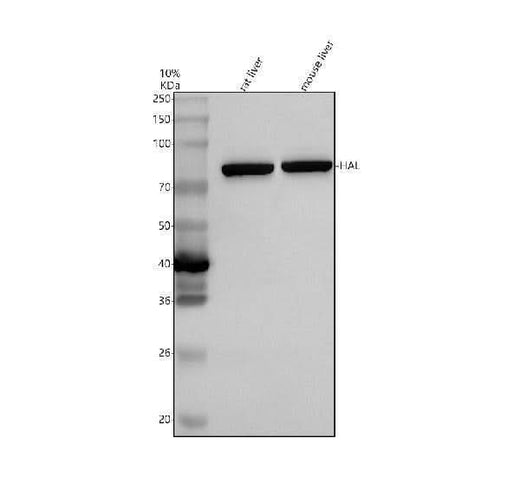 Anti-HAL Antibody Picoband® Boster Bio
