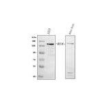 Anti-MYO6 Antibody Picoband® Boster Bio