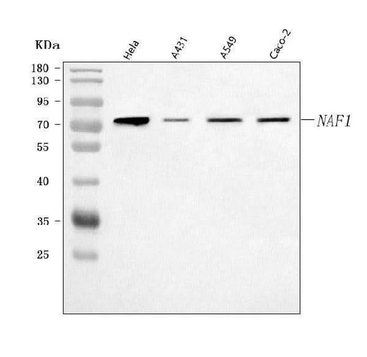 Anti-NAF1 Antibody Picoband® Boster Bio