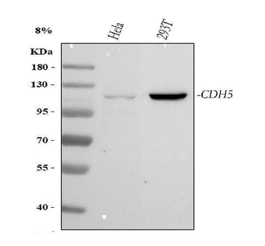Anti-VE-Cadherin CDH5-Antibody Picoband® Boster Bio