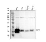 Anti-IFITM1 Antibody Picoband® Boster Bio