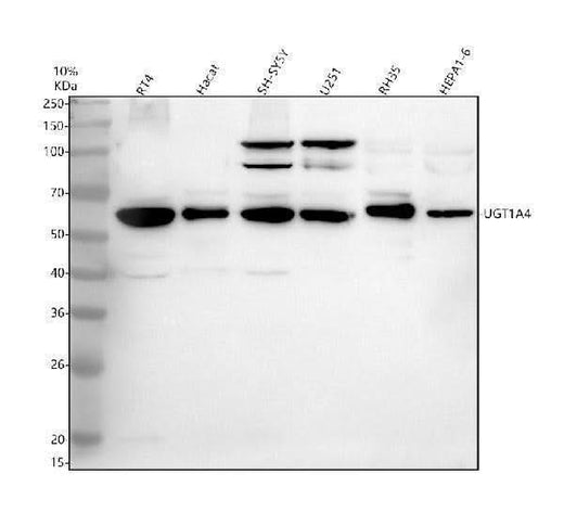 Anti-UGT1A4 Antibody Picoband® Boster Bio
