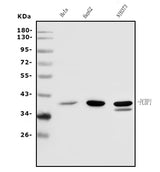 Anti-PCBP1 Antibody Picoband® Boster Bio