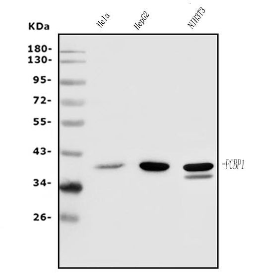 Anti-PCBP1 Antibody Picoband® Boster Bio