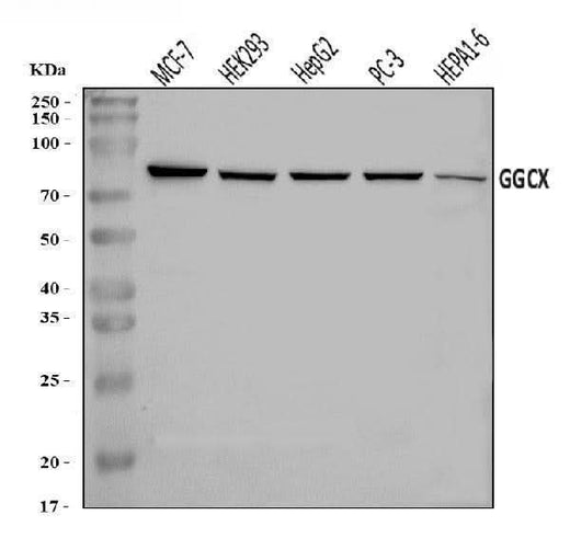 Anti-GGCX Antibody Picoband® Boster Bio