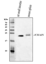 Anti-JCHAIN Antibody Picoband® Boster Bio