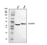 Anti-GPCR RDC1/CXCR-7/ACKR3 Antibody Picoband® Boster Bio