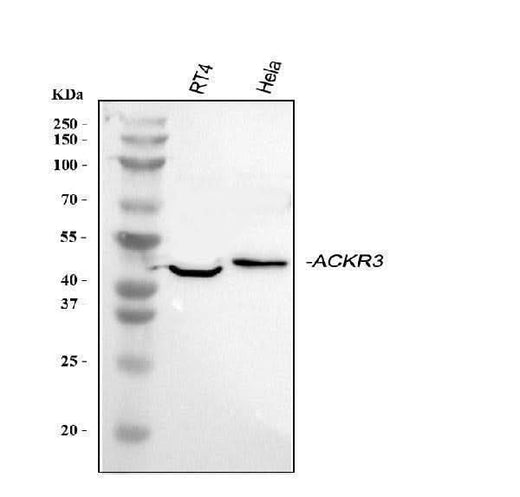 Anti-GPCR RDC1/CXCR-7/ACKR3 Antibody Picoband® Boster Bio