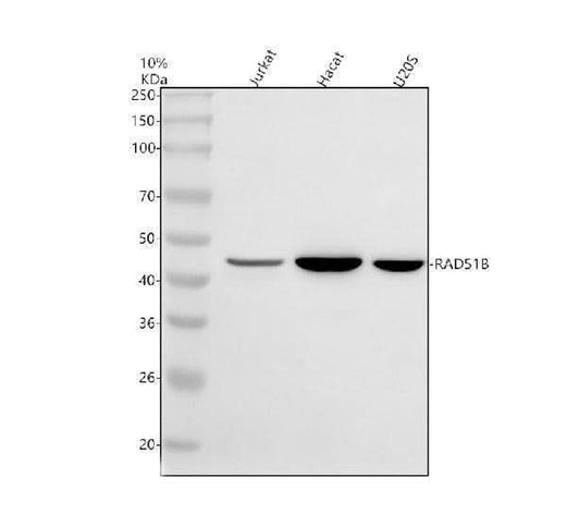 Anti-RAD51L1/RAD51B Antibody Picoband® Boster Bio