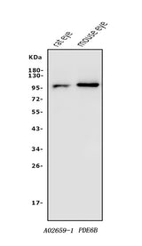 Anti-PDE6 beta/PDE6B Antibody Picoband® Boster Bio