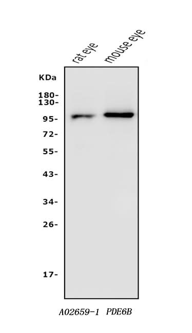 Anti-PDE6 beta/PDE6B Antibody Picoband® Boster Bio