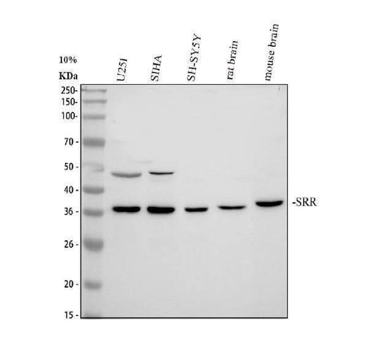 Anti-Serine racemase/SRR Antibody Picoband® Boster Bio