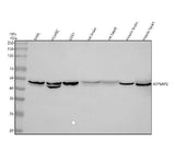 Anti-Renin receptor/ATP6AP2 Antibody Picoband® Boster Bio