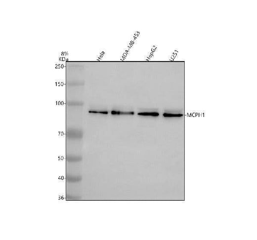 Anti-BRIT1/MCPH1 Antibody Picoband® Boster Bio