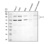 Anti-MUC13 Antibody Picoband® Boster Bio