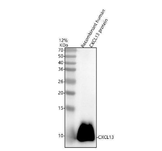 Anti-BCA1/CXCL13 Antibody Picoband® Boster Bio