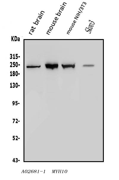 Anti-non-muscle Myosin IIB/MYH10 Antibody Picoband® Boster Bio