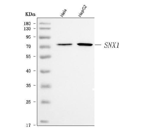 Anti-SNX1 Antibody Picoband® Boster Bio