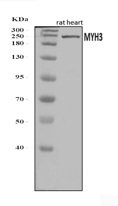 Anti-heavy chain Myosin/Myh3 Antibody Picoband® Boster Bio