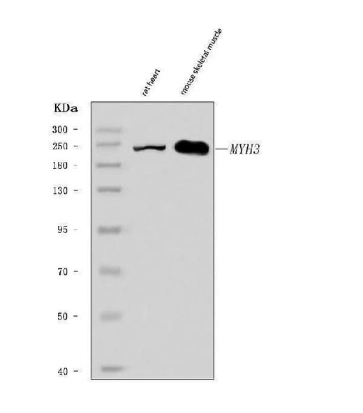 Anti-heavy chain Myosin/MYH3 Antibody Picoband® Boster Bio