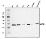 Anti-PC4/SUB1 Antibody Picoband® Boster Bio