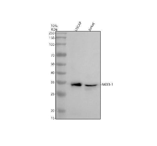 Anti-NKX3-1 Antibody Picoband® Boster Bio