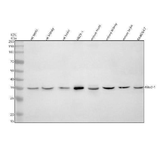 Anti-NKX3-1 Antibody Picoband® Boster Bio