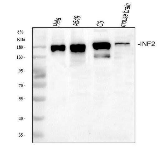 Anti-INF2 Antibody Picoband® Boster Bio
