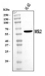 Anti-MSL2 Antibody Picoband® Boster Bio
