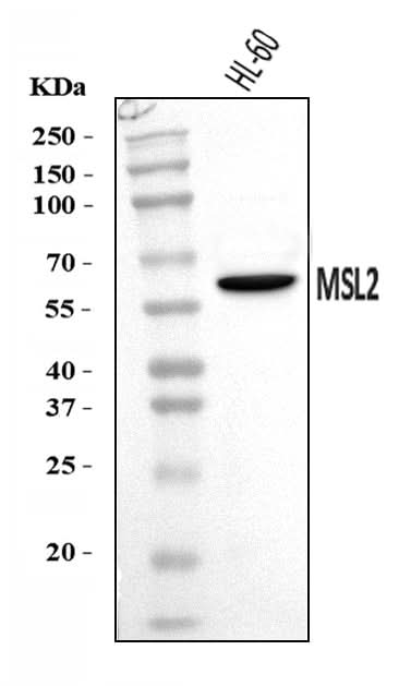 Anti-MSL2 Antibody Picoband® Boster Bio