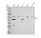 Anti-Zinc Alpha 2 Glycoprotein/AZGP1 Antibody Picoband® Boster Bio