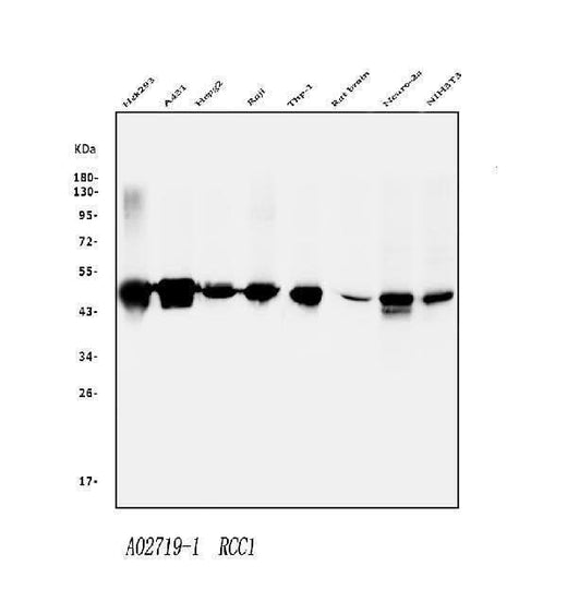 Anti-RCC1 Antibody Picoband® Boster Bio