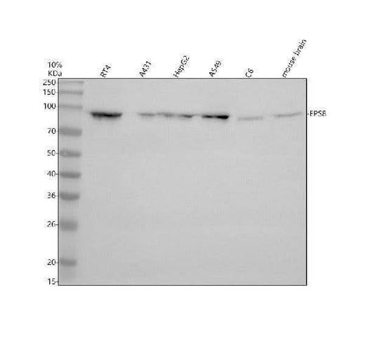 Anti-EPS8 Antibody Picoband® Boster Bio