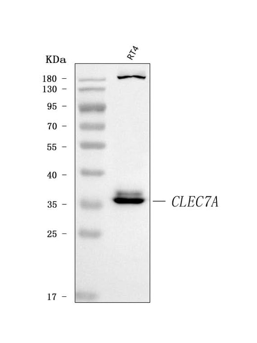 Anti-Dectin-1/CLEC7A Antibody Picoband® Boster Bio