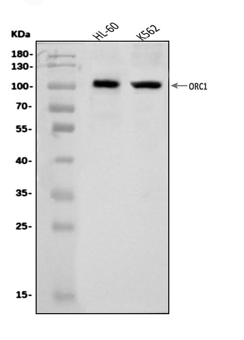 Anti-ORC1 Antibody Picoband® Boster Bio