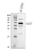 Anti-Klk7 Antibody Picoband® Boster Bio