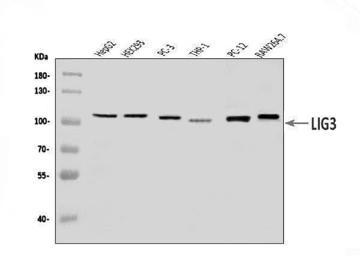 Anti-DNA Ligase III/LIG3 Antibody Picoband® Boster Bio
