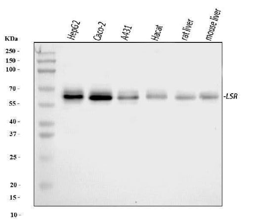 Anti-LSR Antibody Picoband® Boster Bio