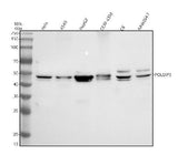 Anti-SKAR/POLDIP3 Antibody Picoband® Boster Bio