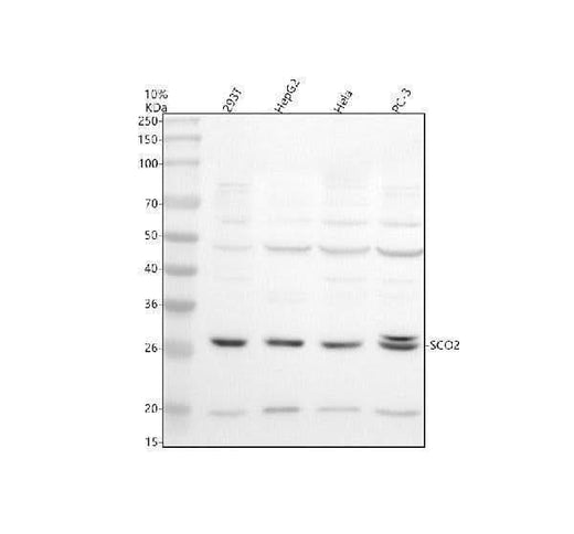 Anti-SCO2 Antibody Picoband® Boster Bio