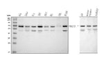 Anti-NR2C2 Antibody Picoband® Boster Bio
