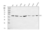 Anti-BSCL2/Seipin Antibody Picoband® Boster Bio