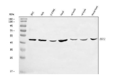 Anti-BSCL2/Seipin Antibody Picoband® Boster Bio