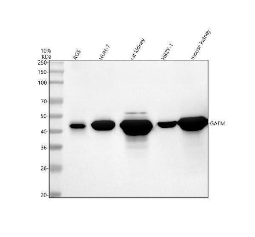 Anti-GATM Antibody Picoband® Boster Bio