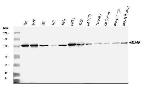 Anti-MCM6 Antibody Picoband® Boster Bio