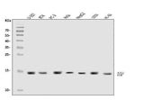 Anti-DAP1/DAP Antibody Picoband® Boster Bio