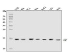 Anti-DAP1/DAP Antibody Picoband® Boster Bio