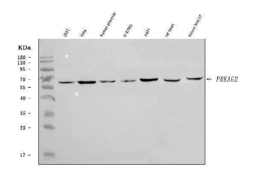 Anti-PRKAG2 Antibody Picoband® Boster Bio