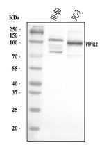 Anti-PTPN12 Antibody Picoband® Boster Bio