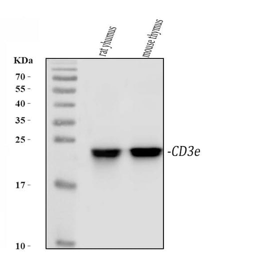 Anti-CD3 epsilon/Cd3e Antibody Picoband® Boster Bio